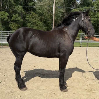 "Percheron" Black Mare Percheron
