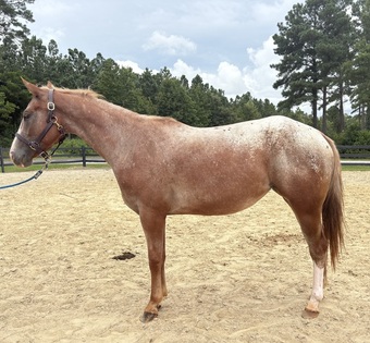 "App" Other Mare Appaloosa