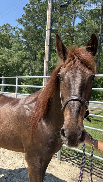 North Carolina "Morgan" Sorrel Gelding Morgan