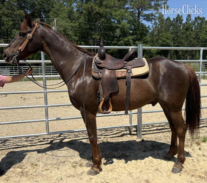 "Morgan" Sorrel Gelding Morgan - Morgan in North Carolina