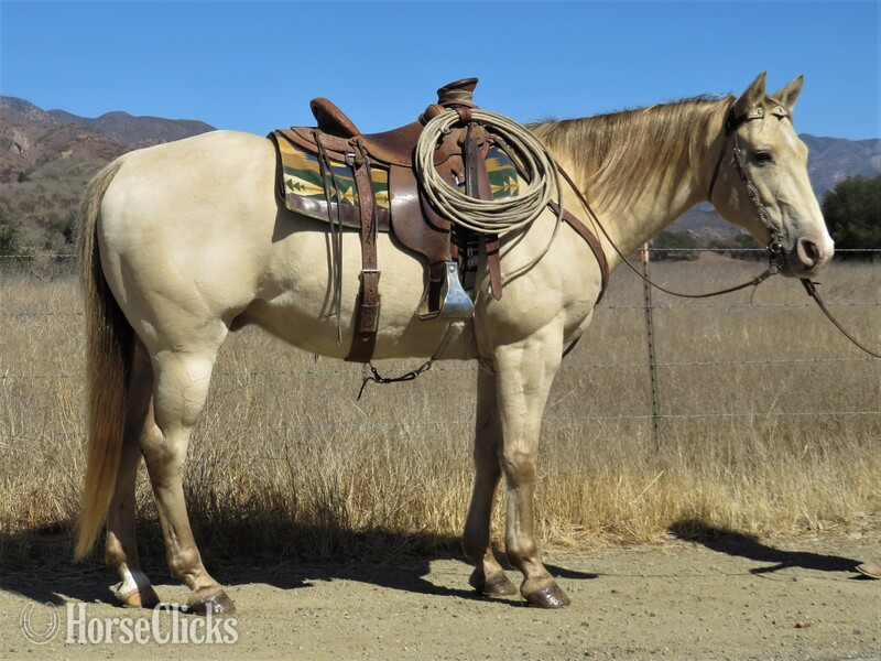 "SIRUS" Perlino Gelding Quarter Horse in California