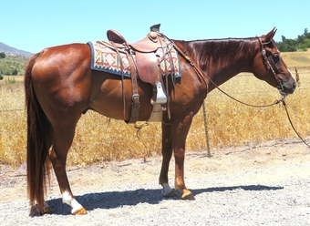 "DASH FOR HOOK" Sorrel Gelding Quarter Horse