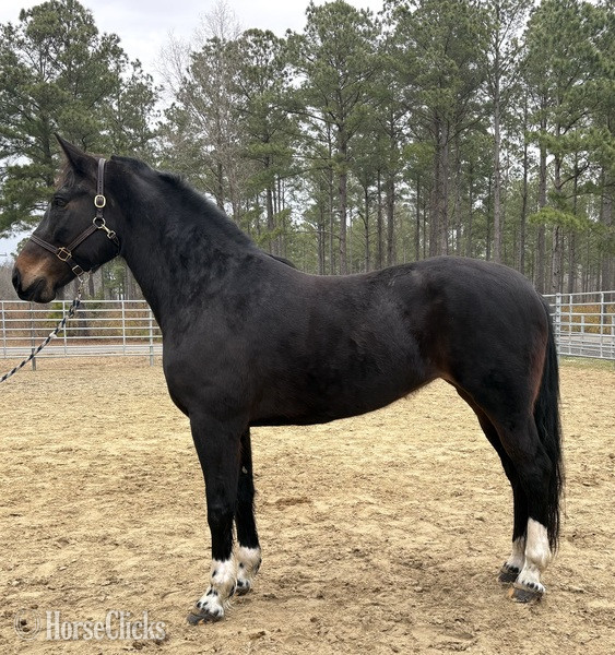 "Bay" Bay Mare Draft in North Carolina