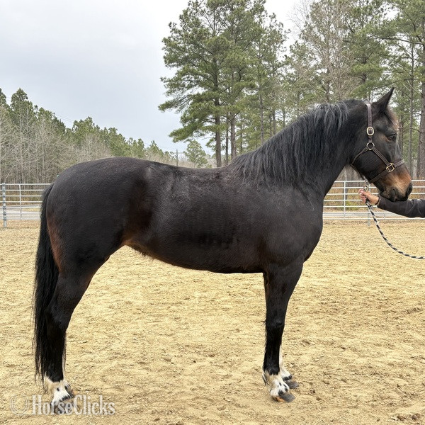"Bay" Bay Mare Draft