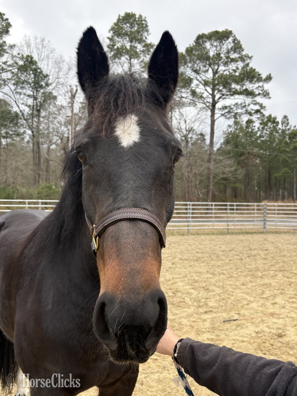 North Carolina "Bay" Bay Mare Draft