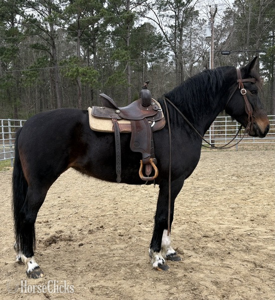 "Bay" Bay Mare Draft - Draft in North Carolina