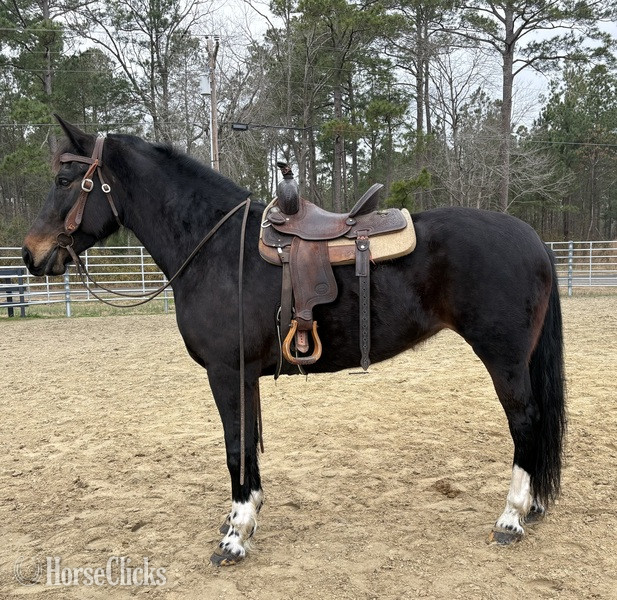 "Bay" Bay Mare Draft - Draft