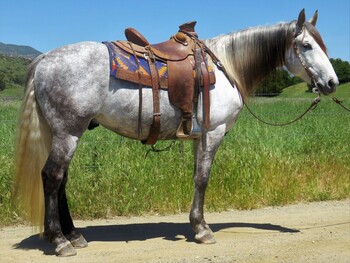 "INDY"  Gelding Friesian
