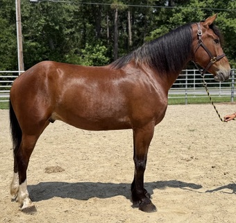 "Bay" Bay Gelding Draft