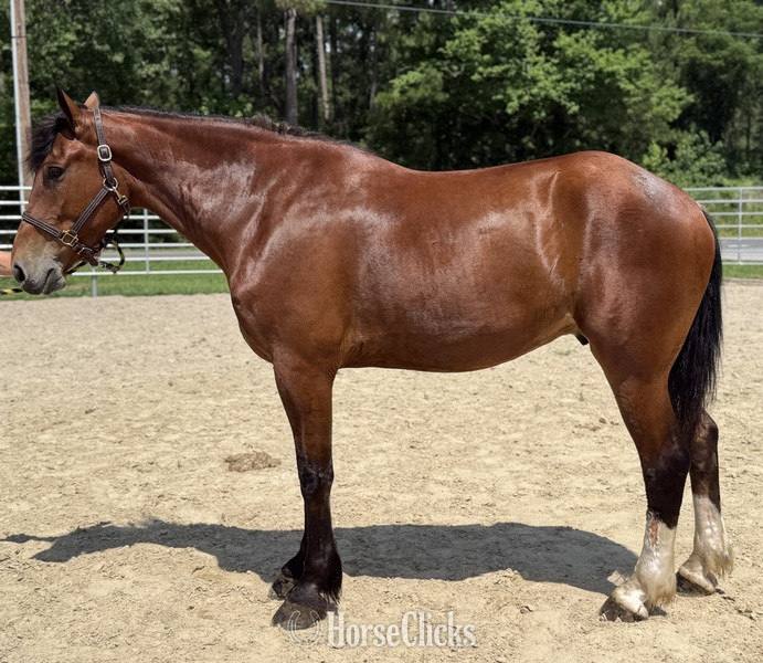 "Bay" Bay Gelding Draft