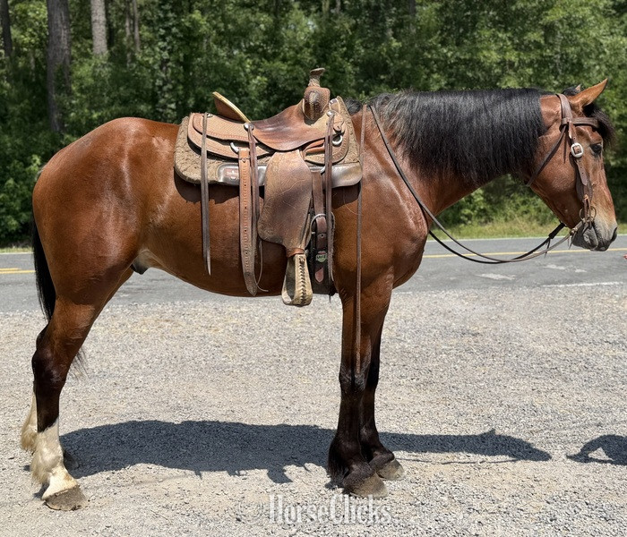 "Bay" Bay Gelding Draft - Draft