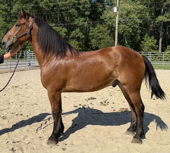"Bay" Bay Gelding Draft