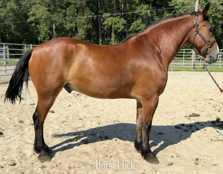 "Bay" Bay Gelding Draft