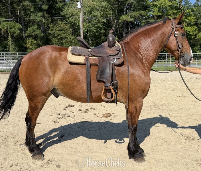 North Carolina "Bay" Bay Gelding Draft