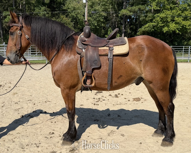 "Bay" Bay Gelding Draft - Draft in North Carolina