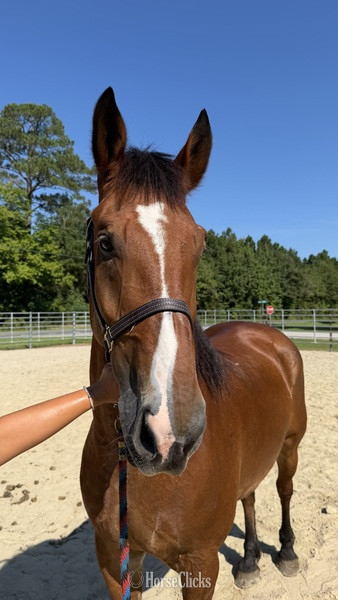"Bay" Bay Gelding Draft - Draft