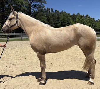 "Palomino" Palomino Mare Draft