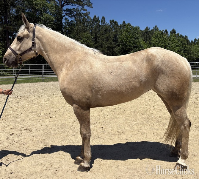 "Palomino" Palomino Mare Draft in North Carolina