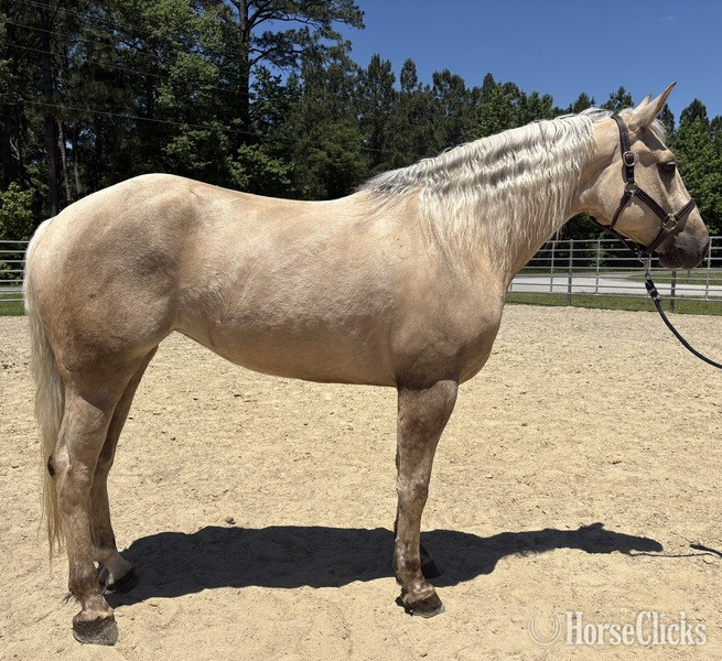 "Palomino" Palomino Mare Draft