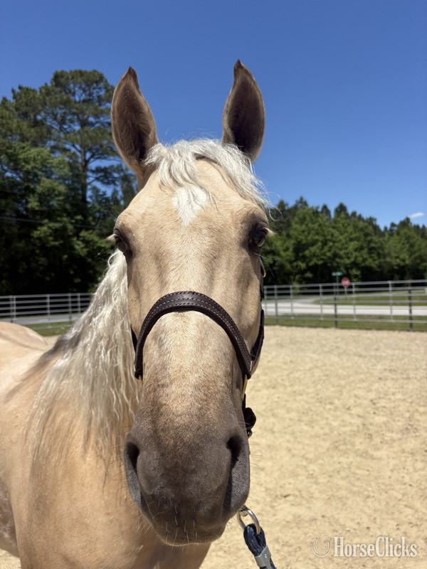 North Carolina "Palomino" Palomino Mare Draft