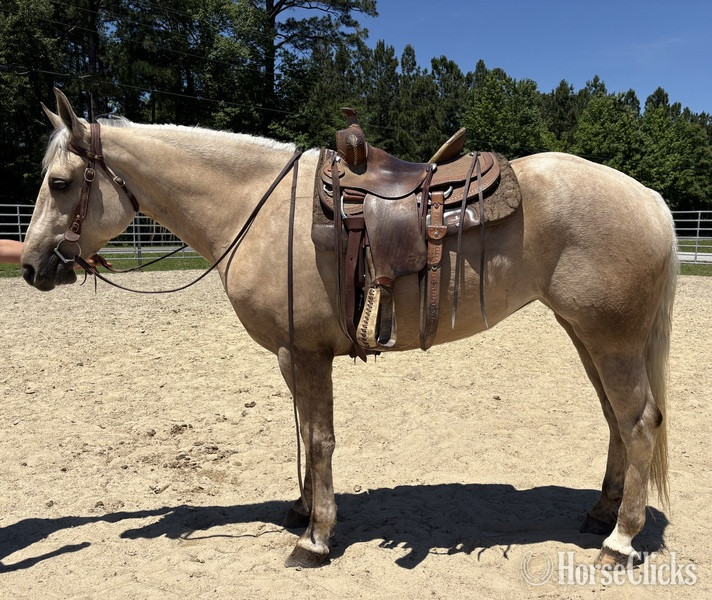 "Palomino" Palomino Mare Draft - Draft in North Carolina