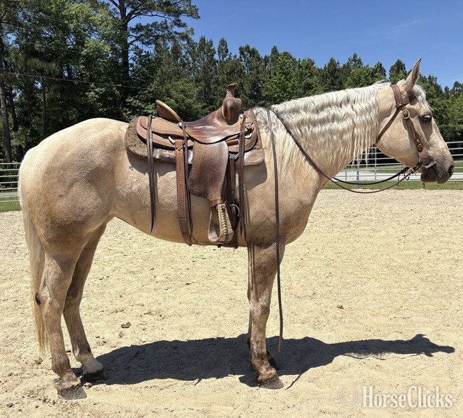 "Palomino" Palomino Mare Draft - Draft