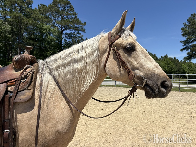 "Palomino" Palomino Mare Draft North Carolina