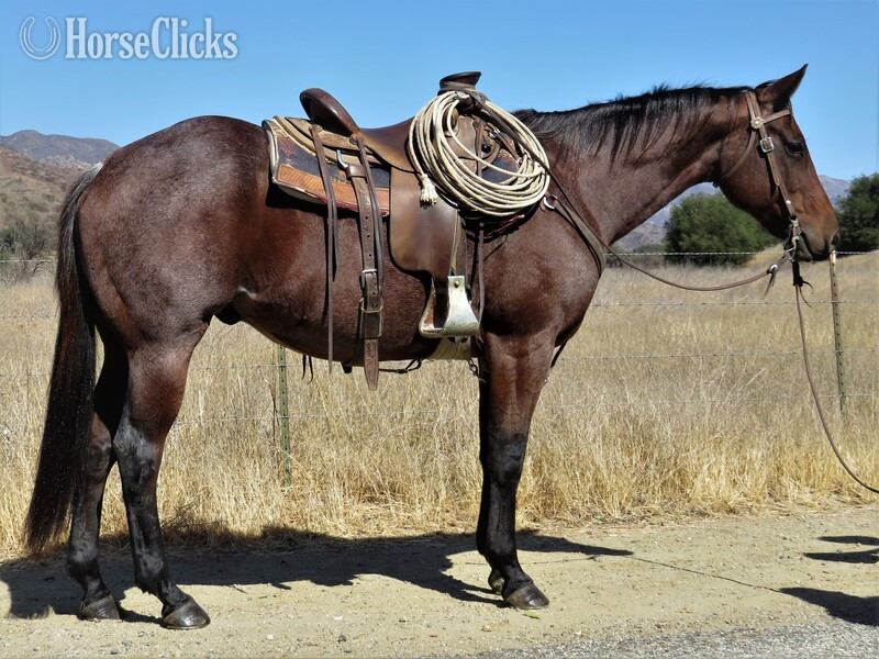 "FINELY CAN ZIP" Bay Roan Gelding Quarter Horse in California