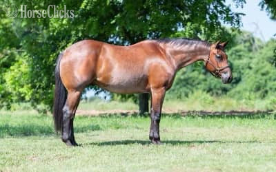 "FINELY CAN ZIP" Bay Roan Gelding Quarter Horse