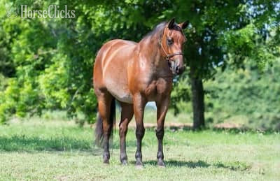 California "FINELY CAN ZIP" Bay Roan Gelding Quarter Horse