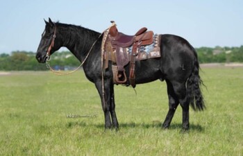 "PEPTOS BO PEP" Black Gelding Quarter Horse