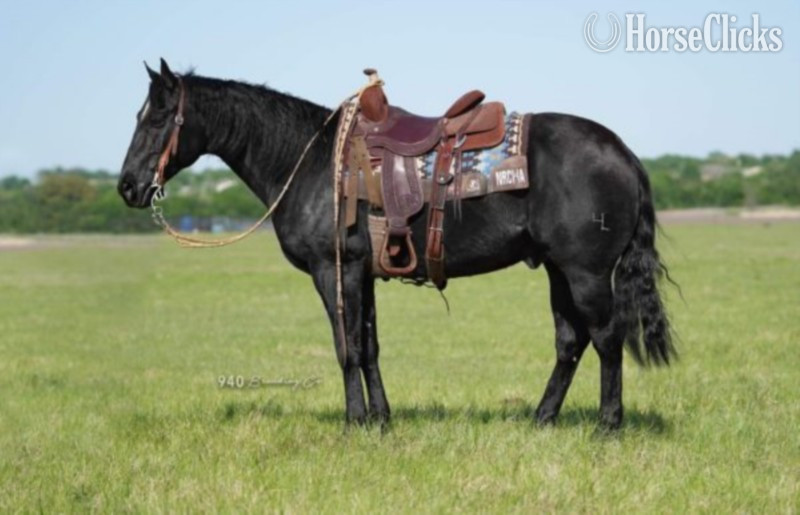 "PEPTOS BO PEP" Black Gelding Quarter Horse in California