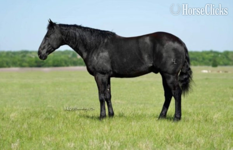 "PEPTOS BO PEP" Black Gelding Quarter Horse
