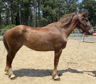 "Sorrel" Sorrel Mare Draft