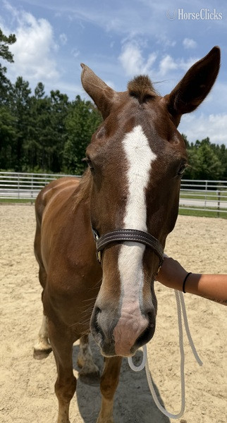 "Sorrel" Sorrel Mare Draft