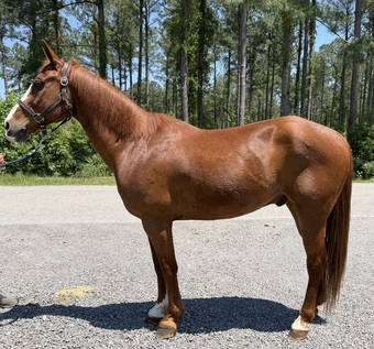 "Sorrel" Sorrel Gelding Quarter Horse