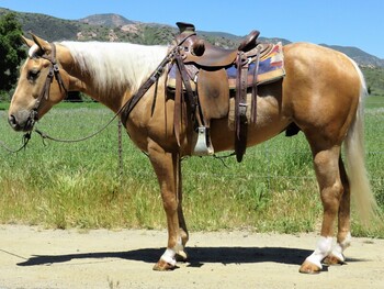 "PAINT ROCK CHARLE" Palomino Gelding Quarter Horse