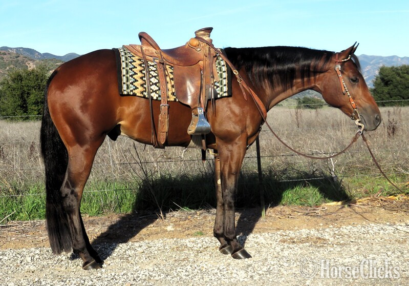 "BORN TO BE A LEGACY" Bay Gelding Quarter Horse in California