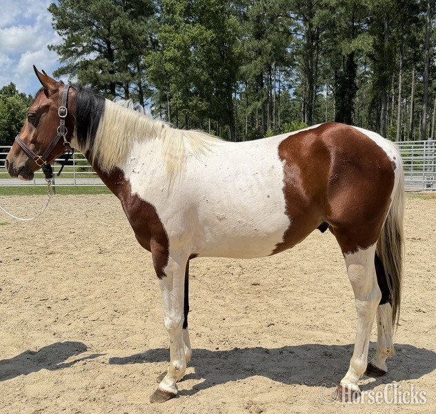 "Paint" Pinto Gelding Quarter Horse in North Carolina