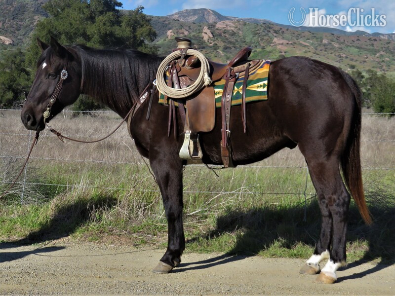 "OZ" Black Gelding Quarter Horse in California