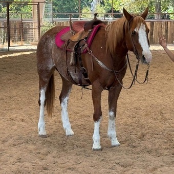 "Zora" Red Roan Mare Quarter Horse