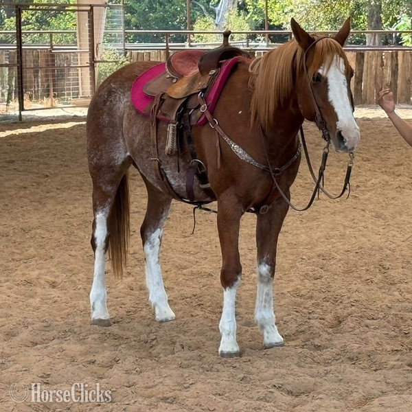 "Zora" Red Roan Mare Quarter Horse in Texas