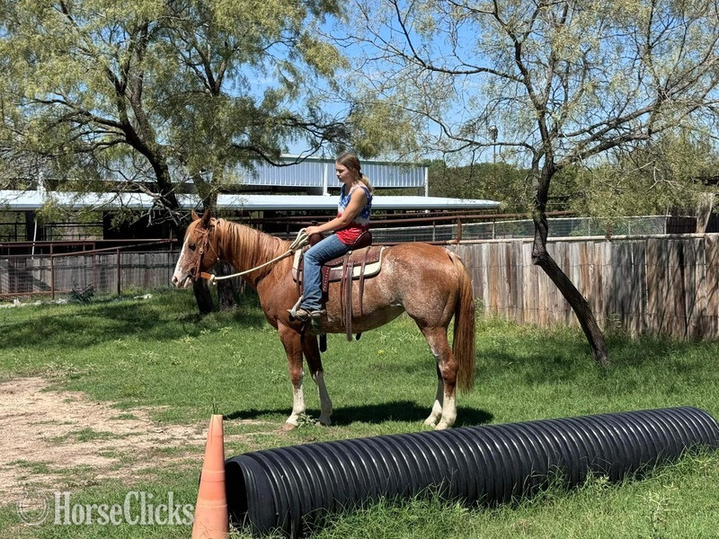 "Zora" Red Roan Mare Quarter Horse