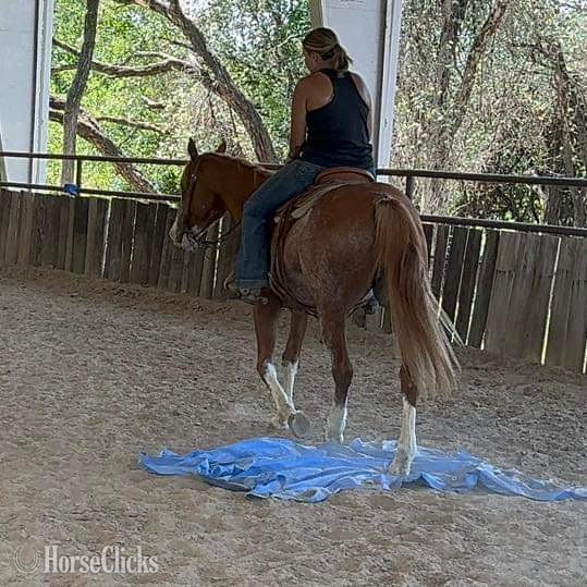 "Zora" Red Roan Mare Quarter Horse - Quarter Horse in Texas