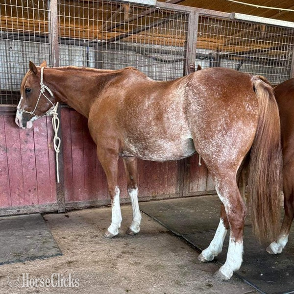 "Zora" Red Roan Mare Quarter Horse - Quarter Horse