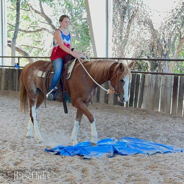 "Zora" Red Roan Mare Quarter Horse Texas