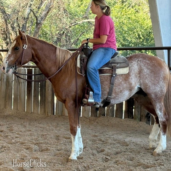 Quarter Horse - "Zora" Red Roan Mare Quarter Horse in Texas