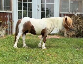 "Ferdinand" Sorrel Gelding American Miniature