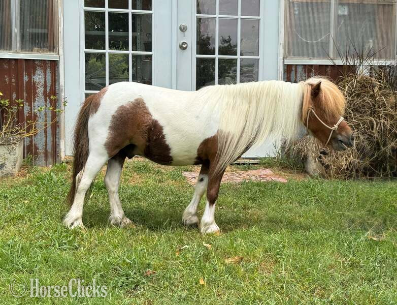 "Ferdinand" Sorrel Gelding American Miniature in Texas