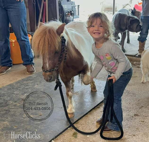 "Ferdinand" Sorrel Gelding American Miniature